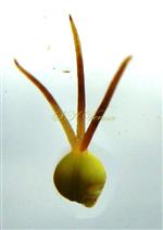  Pistil